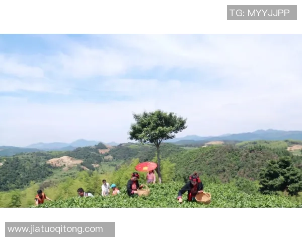 王强独家分享乒乓球技巧与心得体会助你提升球技的秘密宝典